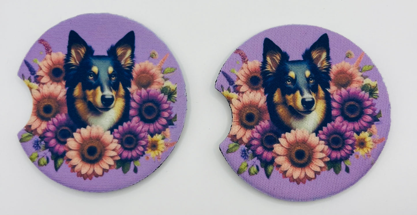 Border Collie