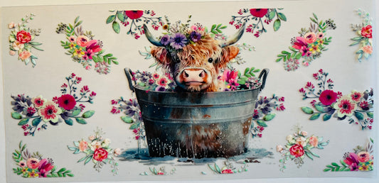 Highland Cow